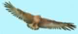 aigle