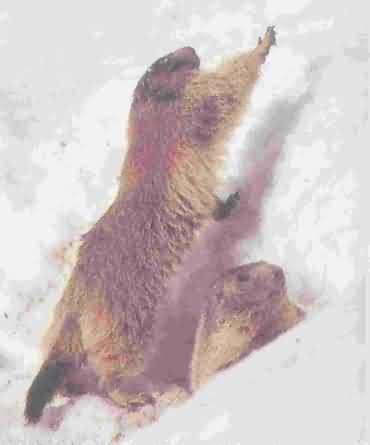 hiberne
