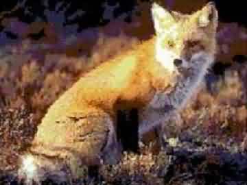 renard